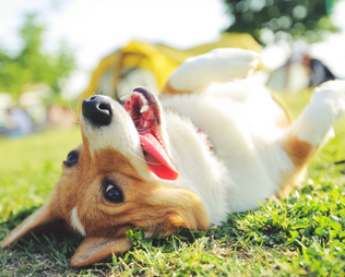 Spondylose beim Hund – Symptome, Behandlung und Alltag mit der Erkrankung