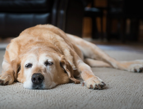 Darmentzündung beim Hund – Ursachen, Symptome und Behandlung
