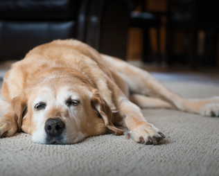 Darmentzündung beim Hund – Ursachen, Symptome und Behandlung