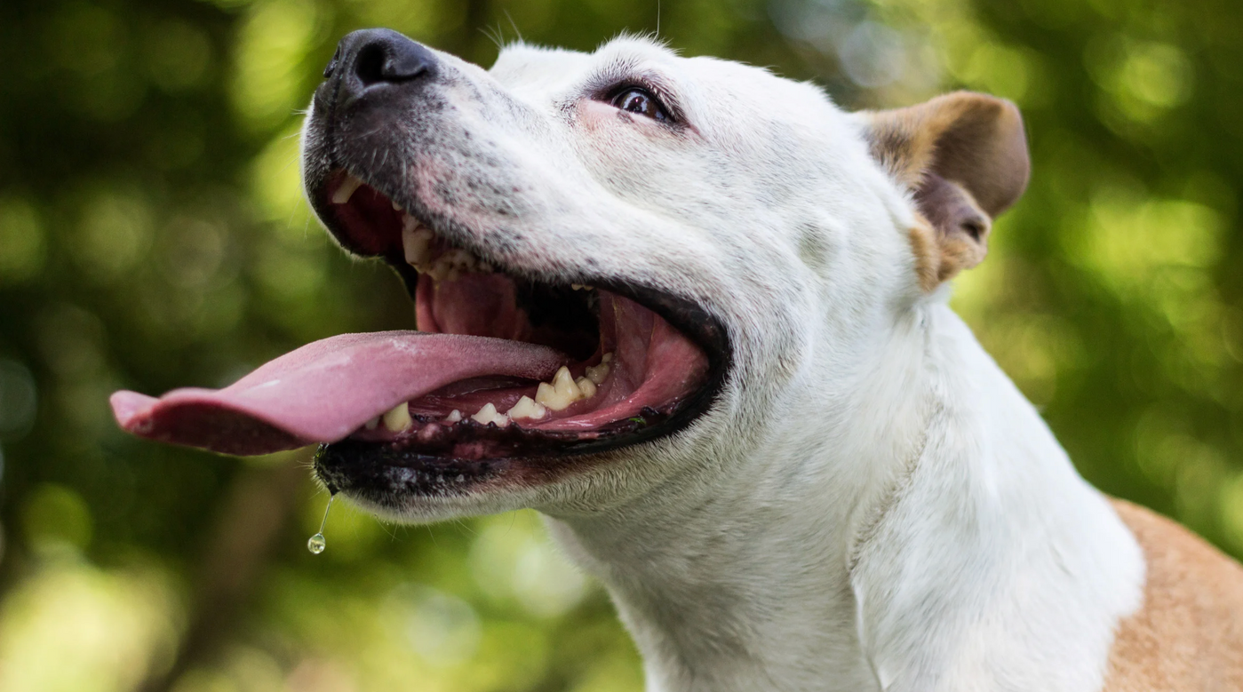 Hund hechelt und sabbert