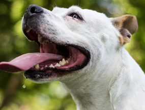 Hund hechelt und sabbert