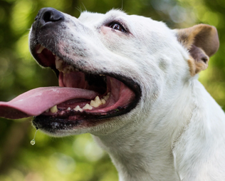Hund hechelt und sabbert
