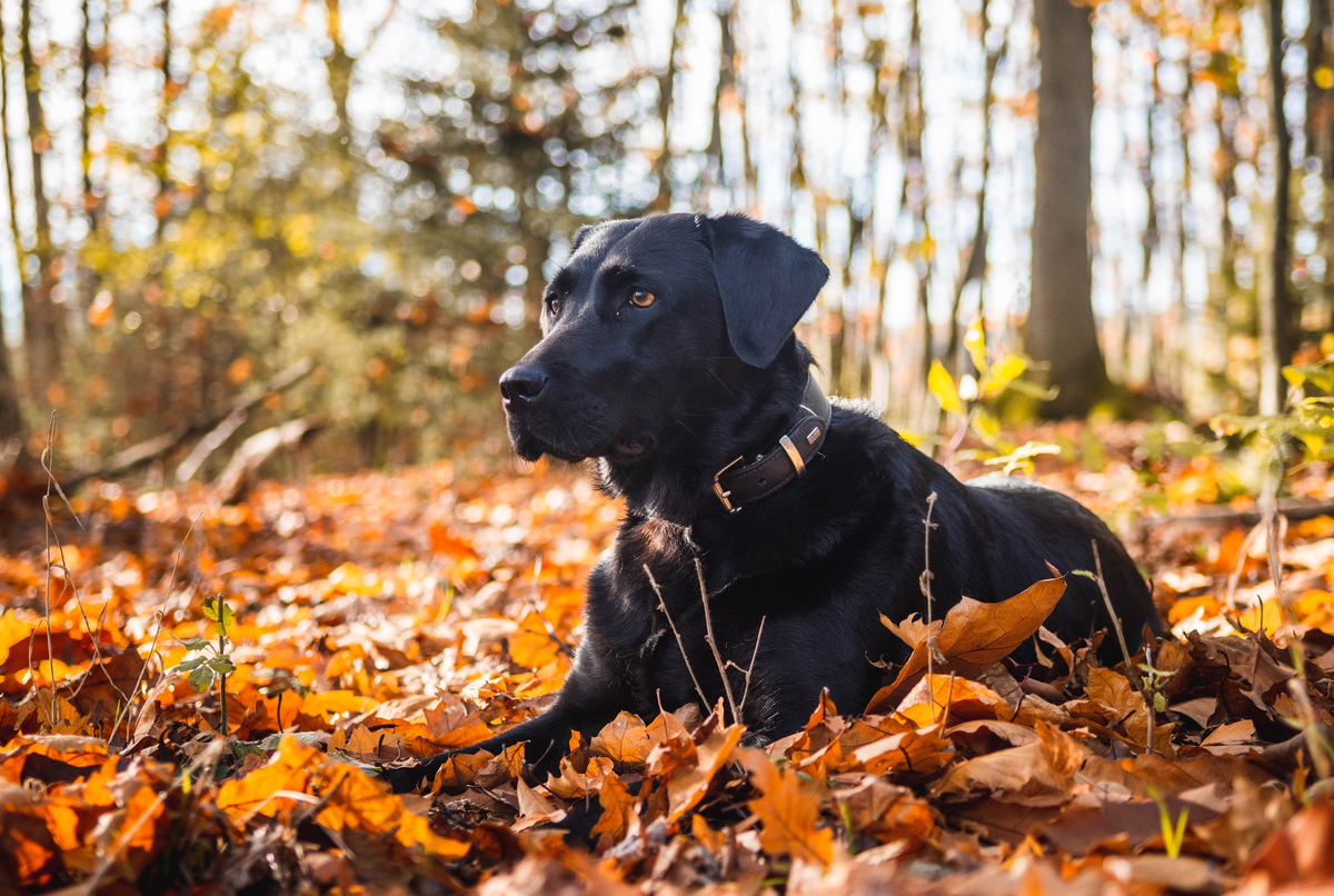 Fellwechsel beim Hund – So unterstützt du deinen Hund in haarigen Zeiten