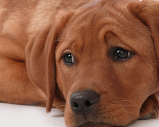 Bandscheibenvorfall beim Hund – Symptome, Behandlung und was du tun kannst