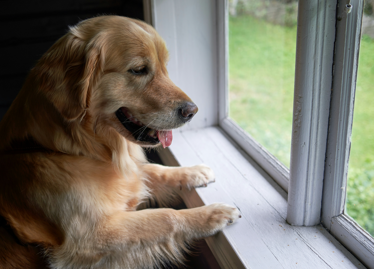 Hund alleine lassen: wie lange, ab wann und wie du es trainierst