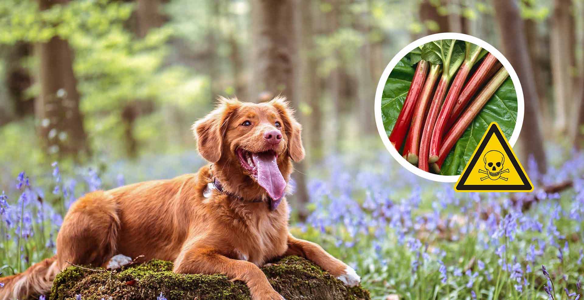 Was drfen Hunde nicht essen? - Giftige Lebensmittel fr Hunde