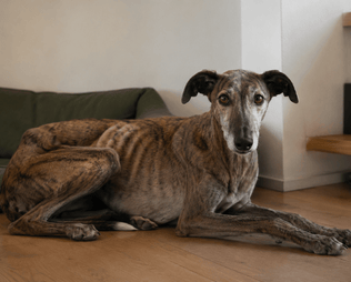 Hund zu dünn und nimmt nicht zu: Ursachen und was du tun kannst