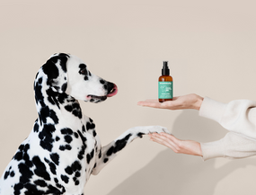 Bye Bye Bad Breath: Der Frische-Kick für Fellnasen: Endlich kuscheln ohne „Maulmief“ – mit den Zahnhygiene-Produkten von mammaly