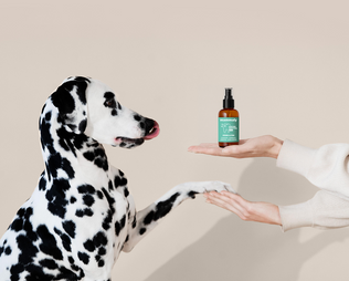 Bye Bye Bad Breath: Der Frische-Kick für Fellnasen: Endlich kuscheln ohne „Maulmief“ – mit den Zahnhygiene-Produkten von mammaly