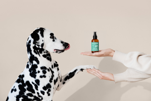 Bye Bye Bad Breath: Der Frische-Kick für Fellnasen: Endlich kuscheln ohne „Maulmief“ – mit den Zahnhygiene-Produkten von mammaly