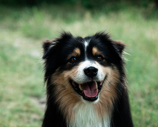 Top 5 Tipps - Für Gesundes Fell Beim Hund