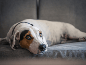 Blähungen beim Hund: Ursachen, Hausmittel und was wirklich hilft