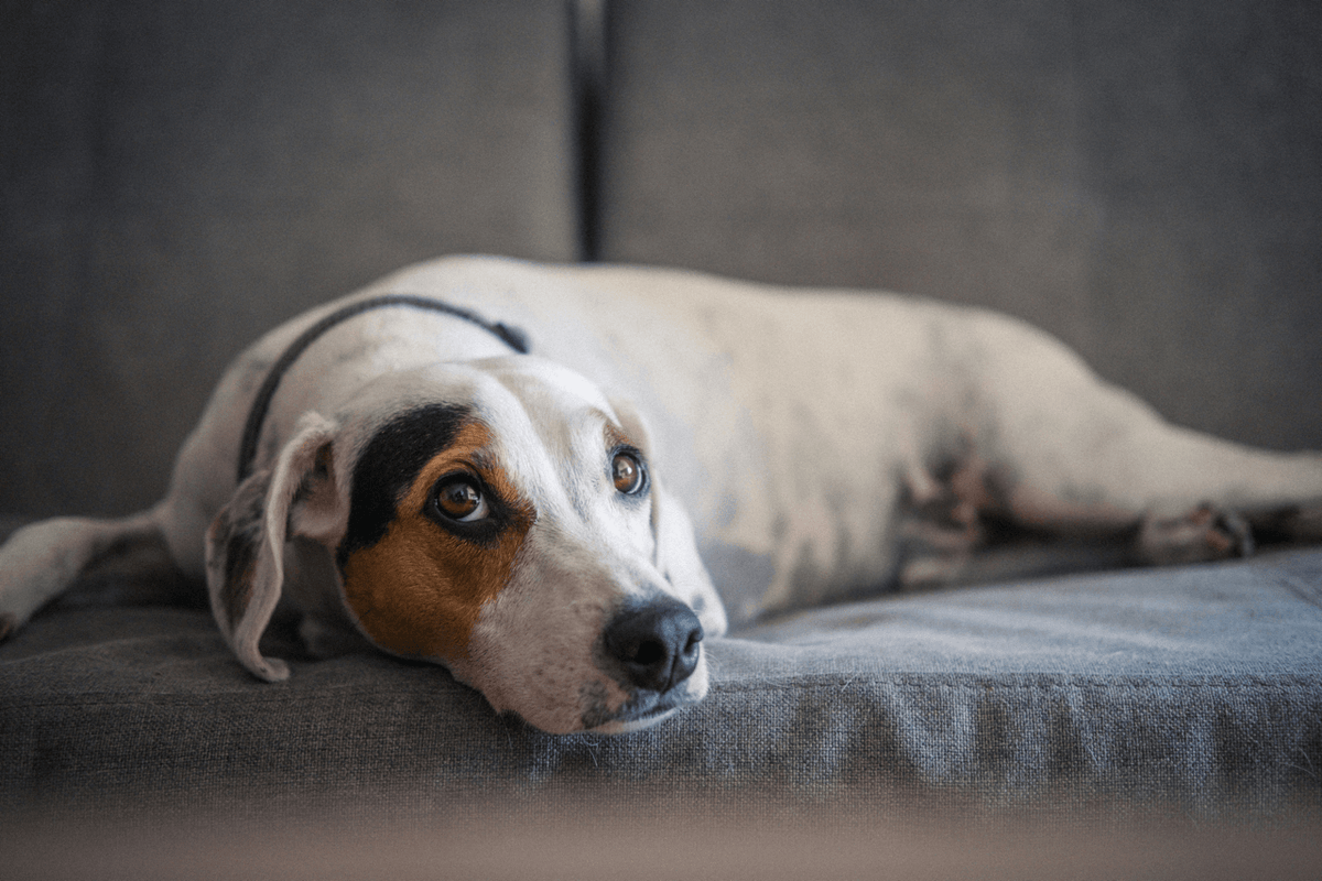 Blähungen beim Hund: Ursachen, Hausmittel und was wirklich hilft