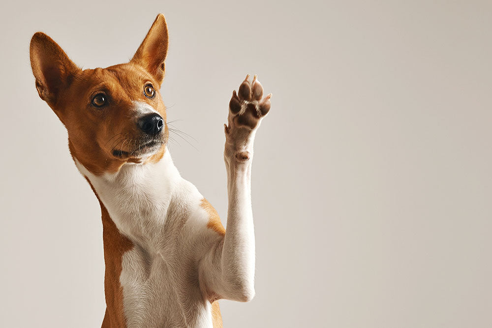 Die Anatomie der Hundepfote: So ist die Pfote deines Hundes aufgebaut
