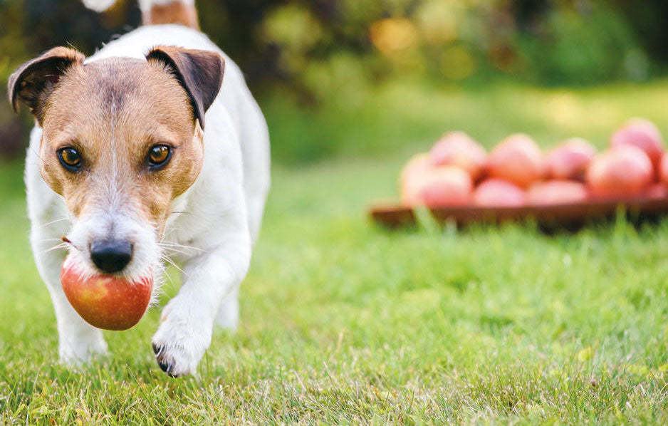 Ein kleiner Jack Russell mit einem Apfel im Maul