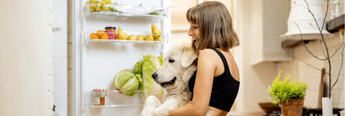 Hund vor Kühlschrank mit verschiedenen Lebensmitteln
