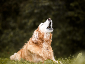 Werwolf-Syndrom beim Hund –  Was wirklich dahintersteckt, worauf du achten solltest und welche Kauknochen sicher sind