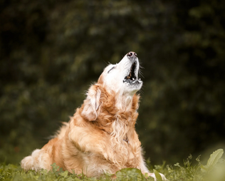 Werwolf-Syndrom beim Hund –  Was wirklich dahintersteckt, worauf du achten solltest und welche Kauknochen sicher sind