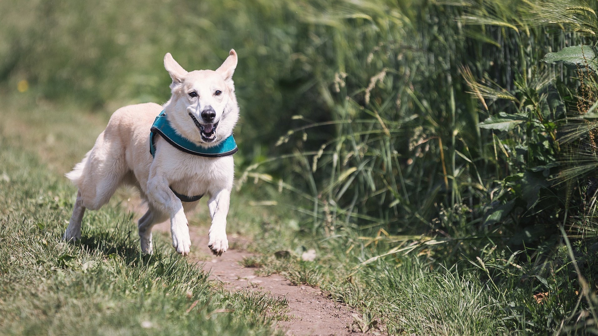 Blasenentzndung beim Hund I mammaly