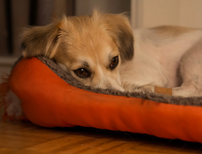 Hund wirkt müde und traurig. Kann mein Hund depressiv sein?