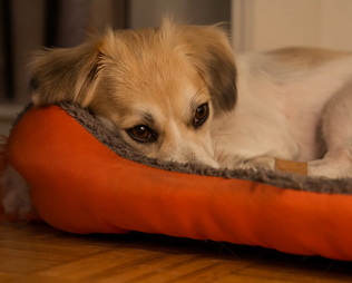 Hund wirkt müde und traurig. Kann mein Hund depressiv sein?