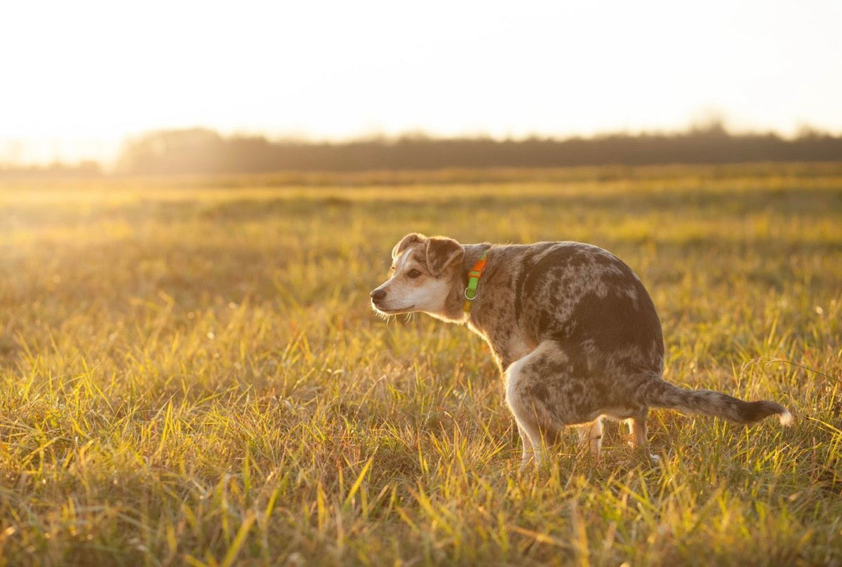 Schleimiger Hundekot – was steckt dahinter und was hilft wirklich?