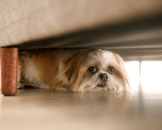 Hundemalaria beim Hund – Symptome, Behandlung und wirksame Vorbeugung