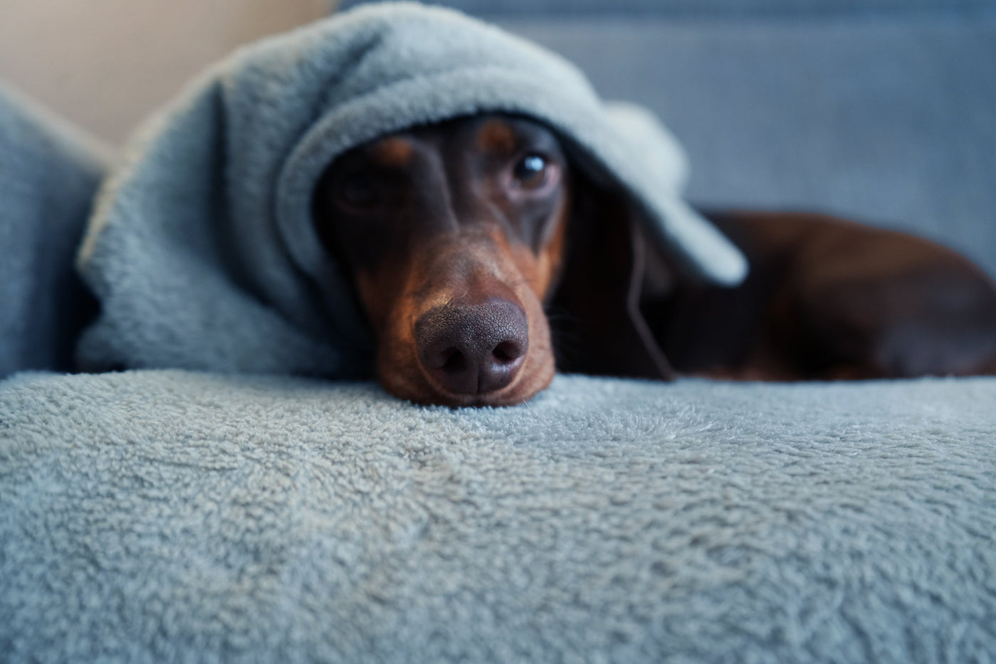 Angst bei Hunden – Die Ursachen und wie du helfen kannst