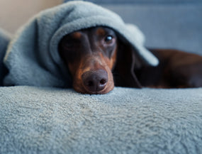 Angst bei Hunden – Die Ursachen und wie du helfen kannst