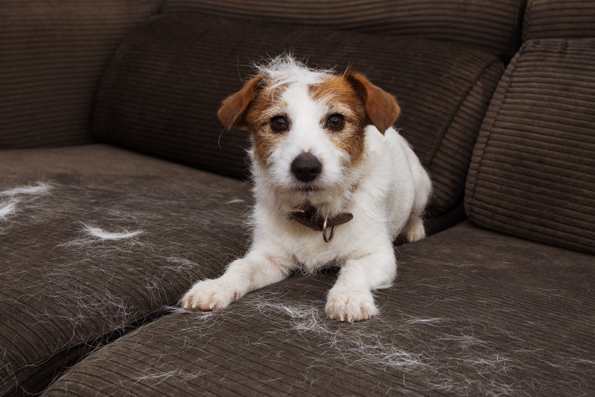 Stumpfes und mattes Fell beim Hund: Ursachen und Tipps