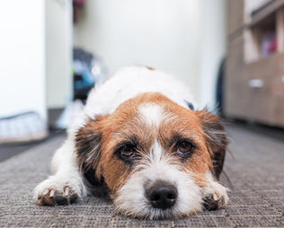 Snacks, Pulver, Sprays, funktionale Kauknochen?  Das können die Hunde-Supplements
