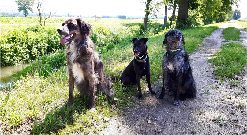 alle drei Hunde beim Spaziergang