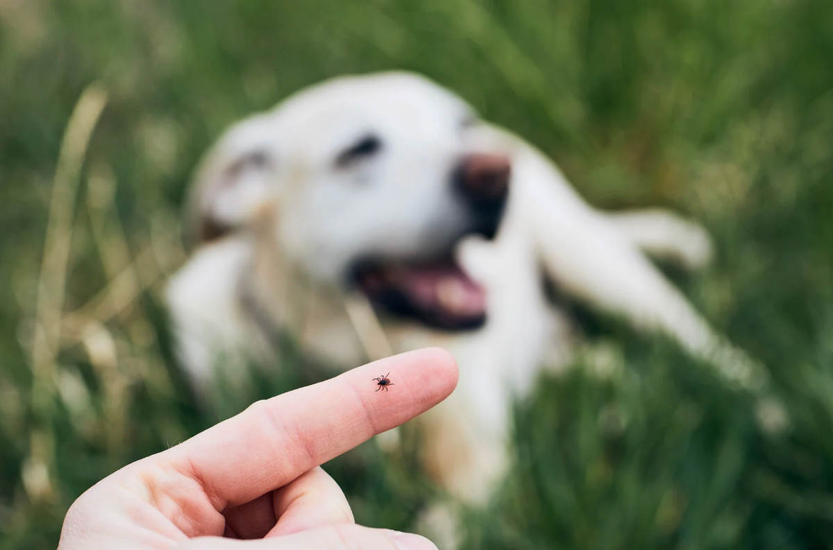 Borreliose beim Hund – Symptome, Verlauf, Behandlung & wirksame Zeckenprävention