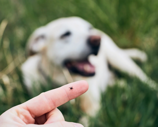 Borreliose beim Hund – Symptome, Verlauf, Behandlung & wirksame Zeckenprävention