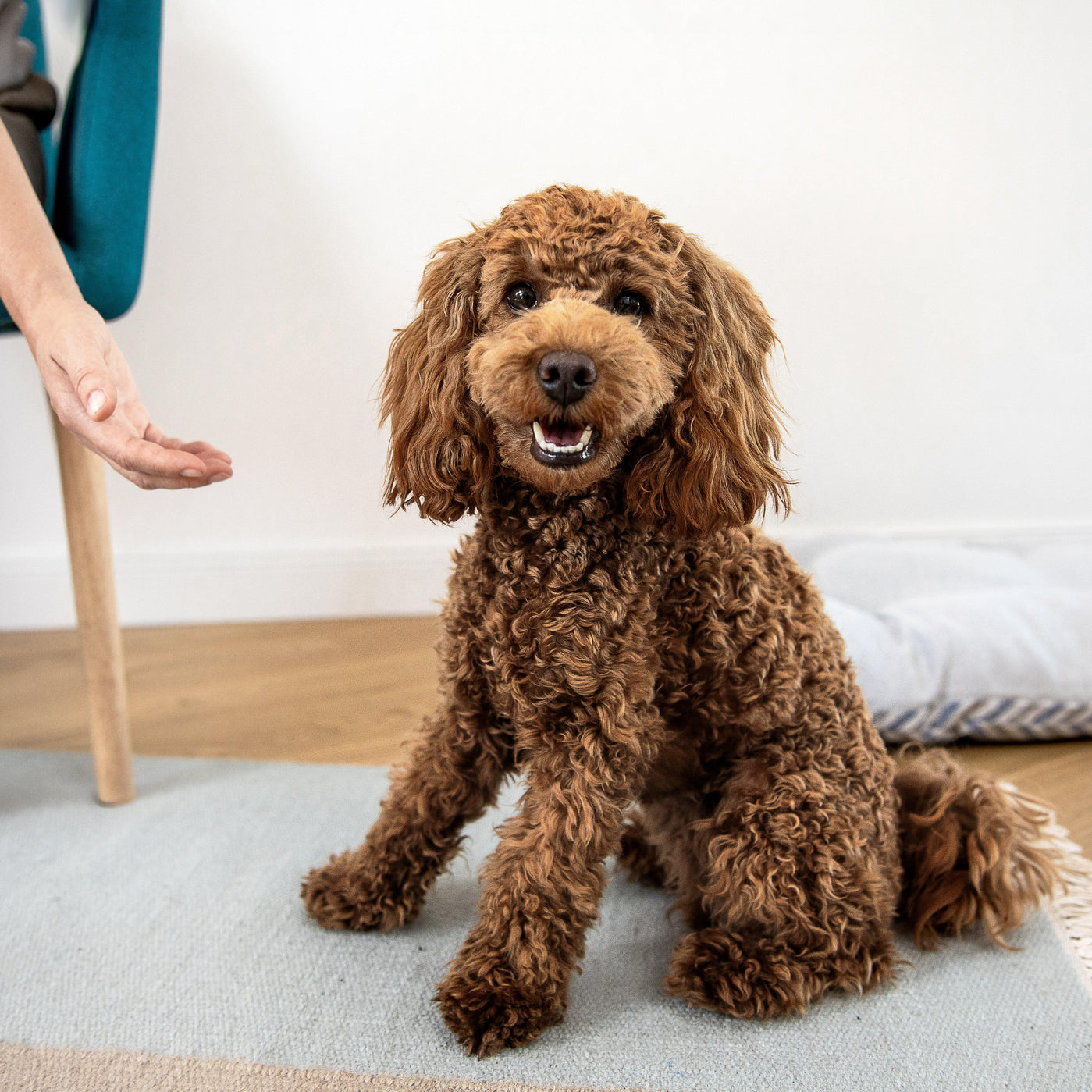 Warum frisst mein Hund nichts - mammaly