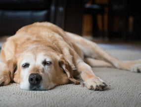 Gelenkschmerzen bei Hunden erkennen und richtig handeln