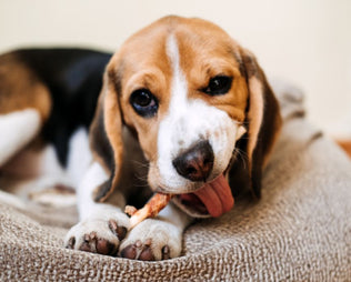 Hunderassen mit Übergewicht: Hier ein Beagle, der isst