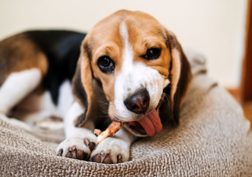 Hunderassen mit Übergewicht: Hier ein Beagle, der isst