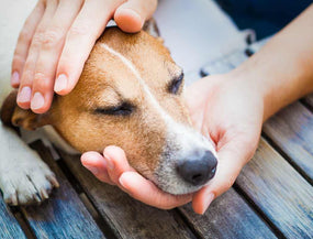 Hund mit Fieber, der gestreichelt wird