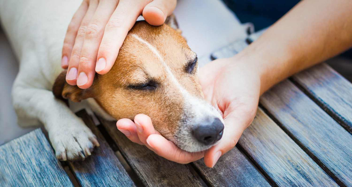 Hund mit Fieber, der gestreichelt wird