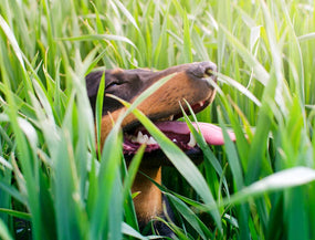 Dein Hund frisst Gras – was hat das zu bedeuten?