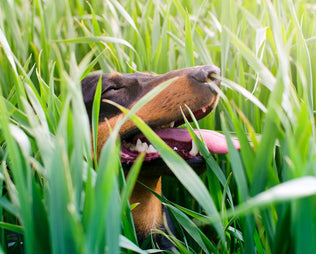 Dein Hund frisst Gras – was hat das zu bedeuten?