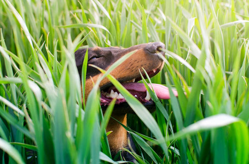 45 giftige Pflanzen für deinen Hund – Tipps & Maßnahmen zur Vorsorge