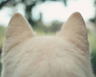 Hundeohren eines weißen Hundes