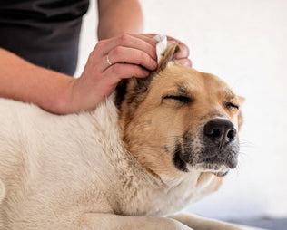 Hundeohren richtig reinigen: So klappt die Ohrenpflege Deiner Fellnase
