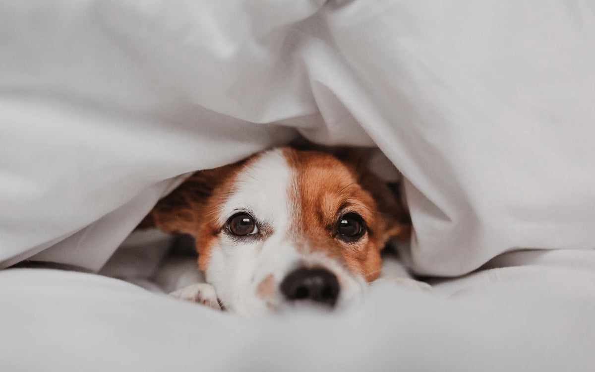 Hund liegt im Bett mit Decke über dem Kopf