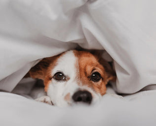 Hund liegt im Bett mit Decke über dem Kopf
