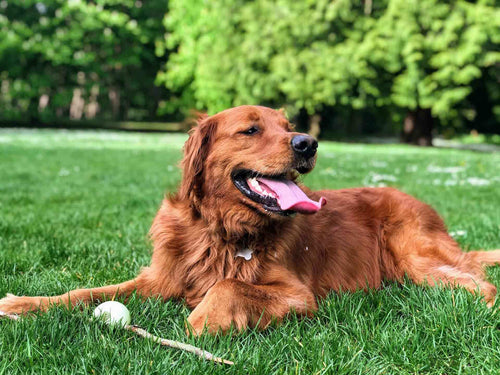 Grasmilben beim Hund: Retriever sitzt im Gras