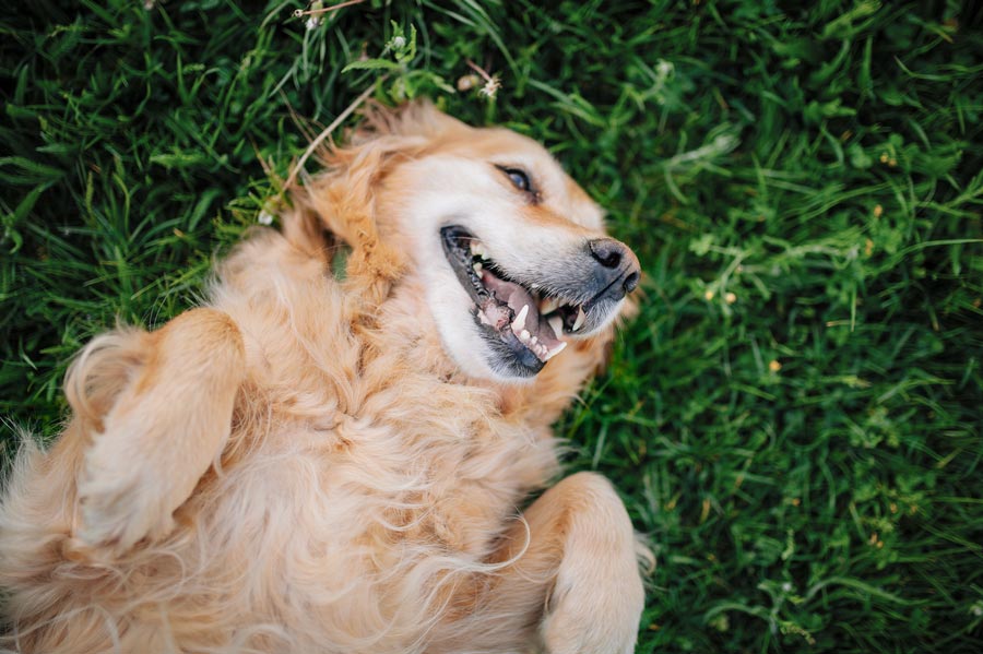 Übergewichtiger Hund liegt im Gras