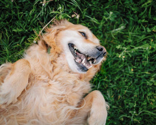 Übergewichtiger Hund liegt im Gras